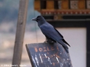 Large-billed Crow photo