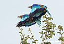 Lilac-breasted Roller Photo