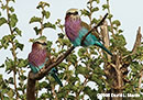 Lilac-breasted Roller Photo