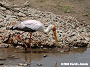 Yellow-billed Stork Photo